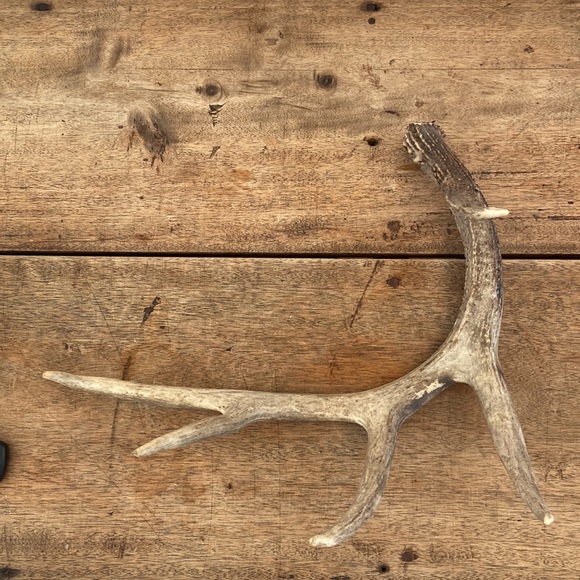Decorative Antler - Picture 8 of 13